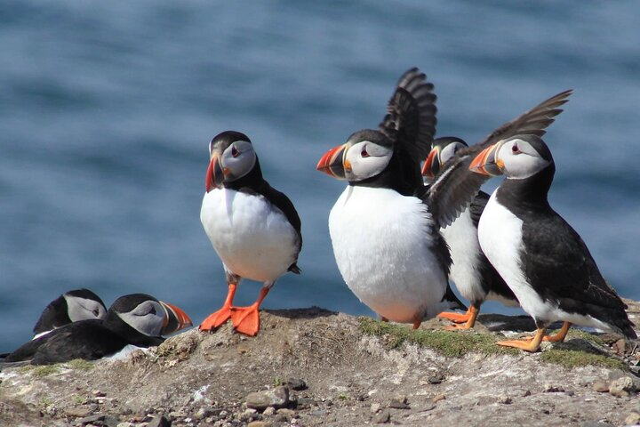 Inner Farne National Trust Bird Sanctuary - 3 hr trip to the Farne Islands - Photo 1 of 6